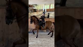 Dressage relatable equestrian fypシ゚viral dressage goviral horse pretty getviral edit [upl. by Louth]