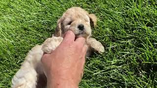 F1b Mini Labradoodle Puppy [upl. by Mattox]