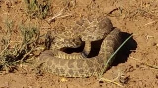 Rattlesnake Vs Blue Heeler [upl. by Attegroeg]