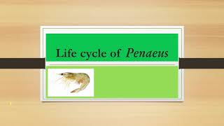 Life cycle of Penaeus [upl. by Kala]