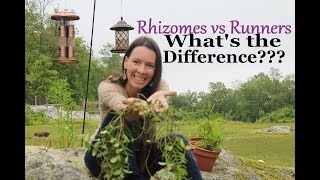 Plant Identification Rhizomes vs Runners  Understanding the Difference [upl. by Vigor]