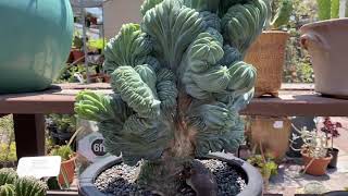 Crested cacti variety California Cactus Center [upl. by Decca]