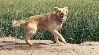 Angry Dog Barking Sound Effect [upl. by Irec]