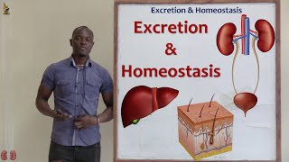 19 Excretion and Homeostasis Definition of Terms Biology Form 2 [upl. by Neveda]