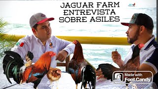 ENTREVISTA AL CRIADOR DE LOS ASILES EN EL MAR DE MORELOSJAGUAR FARM [upl. by Claudine]