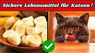 12 menschliche Lebensmittel die erstaunlich gut für Ihre Katze sind😺 [upl. by Iolande888]