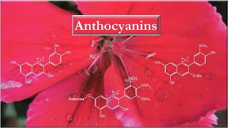 Anthocyanins Introduction and structure elucidation [upl. by Suinuj]