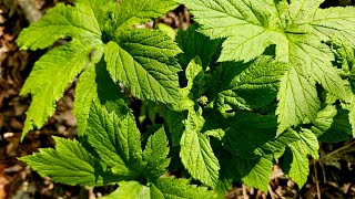 Planting Back Goldenseal [upl. by Arodnap66]