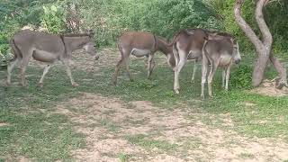 Group of Donkeys eating grass in desert area donkey trying to mating with female partners [upl. by Aek647]