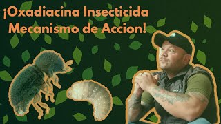 ¡Como es el Mecanismo de Accion de los Insecticidas Oxadiacinas y su Efecto en Plagas Agricolas [upl. by Legge]