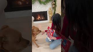 Dog Treat Advent Calendar 🐾 [upl. by Lecia]