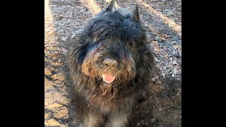 Bouvier Guilty Face bouvierdesflandres bouvier guiltydog doglover puppy [upl. by Particia]