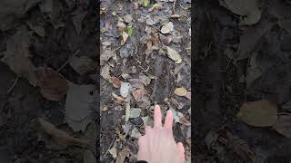 How to identify deer tracks 🦌 nature tracking outdoors [upl. by Sandstrom987]