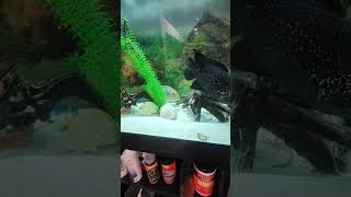 Feeding my madagascan cichlid Paratilapia polleni some live worms and blood worms [upl. by Ahgiela]