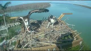 Captiva Island Osprey Cam Florida USA January 30 2023 2 [upl. by Azarria]