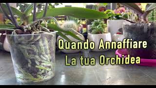 Quando annaffiare l Orchidea  come si fa [upl. by Lessig]