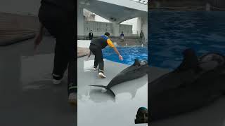 dolphinplayed with humanstrending vairal short [upl. by Sitoiganap]