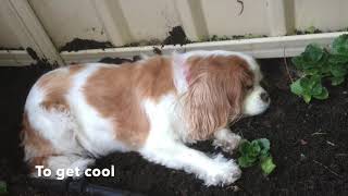 Narnia  Cavalier King Charles Spaniel [upl. by Ilise]