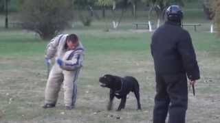 Cane Corso AttackAgitation Training [upl. by Cornelius]