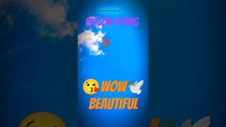 Kitte chali ban ke kabutari song video  pigeon flying video pigeonshorts pigeonvideo [upl. by Asilehs997]