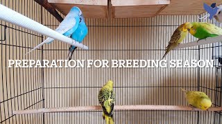 Preparation For English Budgies Breeding Season  3 Step Process to get 100 success [upl. by Meuser]