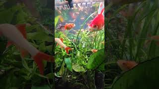 Tetras added to planted aquarium with Goldfish [upl. by Gambell403]