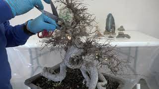 WANT A BIG ZELKOVA BONSAI Winter 2024 [upl. by Tolliver]