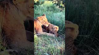 Mother Lioness and Her Two Adorable Cubs Kruger National Park [upl. by Bert]