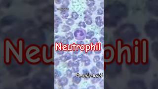 Neutrophils under microscope 🔬🩸subscribeshortsmltmedicallaboratorylabtechnicianbadobadiviral [upl. by Rowen]