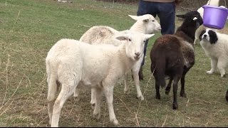 Lambing 101  Basics for Birthing Lambs [upl. by Melisent]