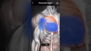 Muscle Trigger Point app [upl. by Betsy285]