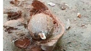 ▶️🥥🥥🥥This is how I peel a coconut🥥🥥🥥coconuteasy [upl. by Aretina]