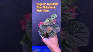 Begonia tenuifolia happyplantgroupcom begonia begoniaceae plants ベゴニア terrarium paludarium [upl. by Slaohcin79]