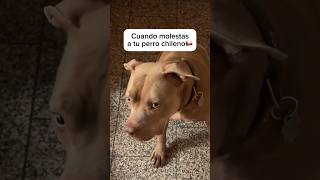 TÍPICO CHILENO 🤣🤣🍿🍿🙌🏻humor generochileno memes shorts perros mascotas chile chilemusic fpy [upl. by Rimidalv903]