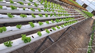 Hydroponics lettuce 🌱 🥬 [upl. by Ellerol]