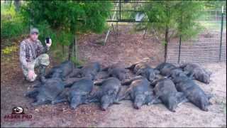 Wild Hog Trapping  14 1212 Success Trapping Feral Hogs in June Corn  JAGER PRO™ [upl. by Janet]