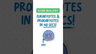 GCSE Biology  Eukaryotes vs Prokaryotes in 40 seconds ⏱️ [upl. by Ellerehc]