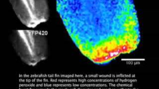 Hydrogen peroxide marshals immune system [upl. by Ob]