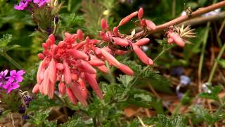 Red yucca is a great lowmaintenance succulent [upl. by Mellisent713]