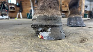 INFECTION ROTTED HALF of His HOOF [upl. by Brindell]