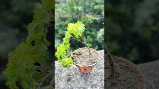 Aralia plant is a beautiful ornamental plantshortsfeed ytshort araliaornamentsistersgardening [upl. by Harshman745]