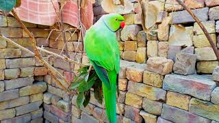 Max So Excited Green Ringneck Talking Parrot [upl. by Refeinnej]