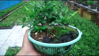 Growing Bonsai in Colanders How It Works Fully Explained [upl. by Carbrey]