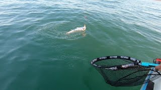 Successful Cob Fishing Trip to Saldanha Bay  Langebaan Lagoon [upl. by Misha469]