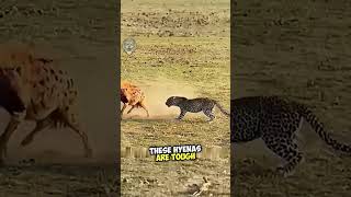 The leopard’s lunch was stolen by hyenas wildlife leopard hyena wildlifefight [upl. by Egide]