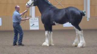 Black Clydesdale Prancing [upl. by Ebner77]