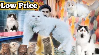 Persian cat price in Lahore  Tollinton market Lahore  pet market  cat shop  MMB pet lover [upl. by Dustie454]