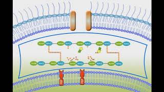 Penicillin Mechanism of Action animation video [upl. by Nissy624]