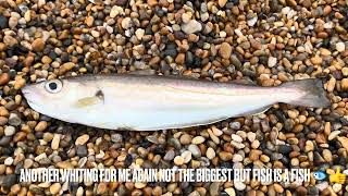 Chesil Beach Sea Fishing 2023 281123 4k Video [upl. by Eelyrehc384]