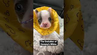 This Puppy Is SO Loud l The Dodo [upl. by Filmer]